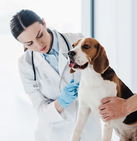 Şarkikaraağaç Veteriner